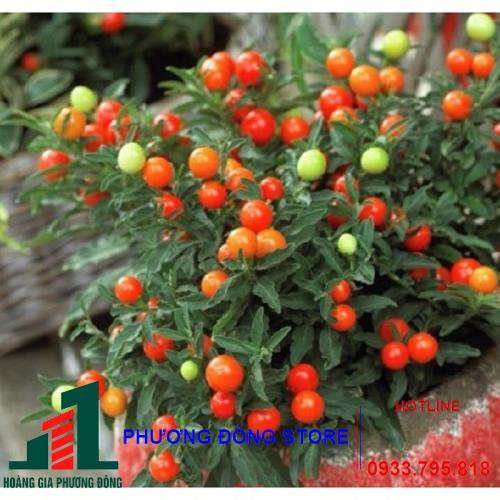 Hạt giống ớt kiểng